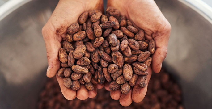 Hạt Cacao nguyên chất rang chín